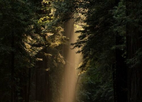 Picture of light through a forest
