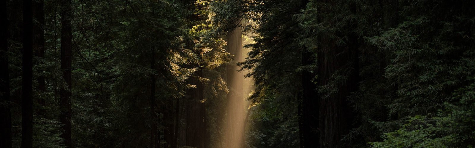 Picture of light through a forest